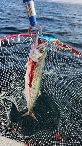 サゴシの釣果