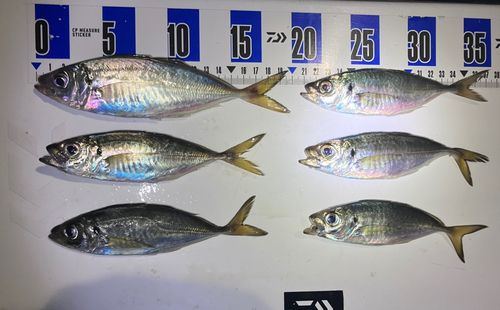 アジの釣果