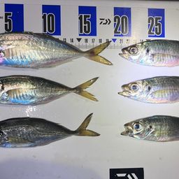 アジ
