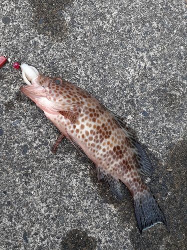 オオモンハタの釣果
