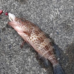 オオモンハタ