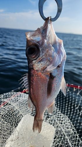 シロムツの釣果
