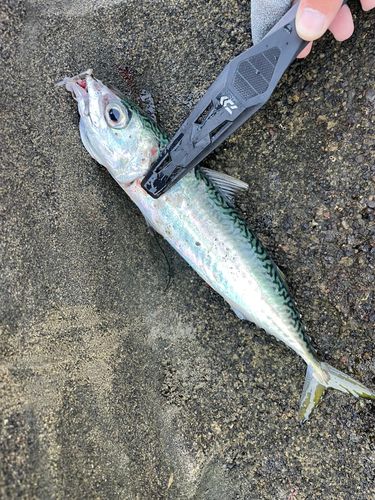 ゴマサバの釣果