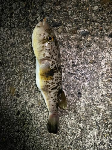 フグの釣果