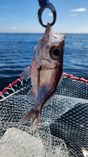 シロムツの釣果