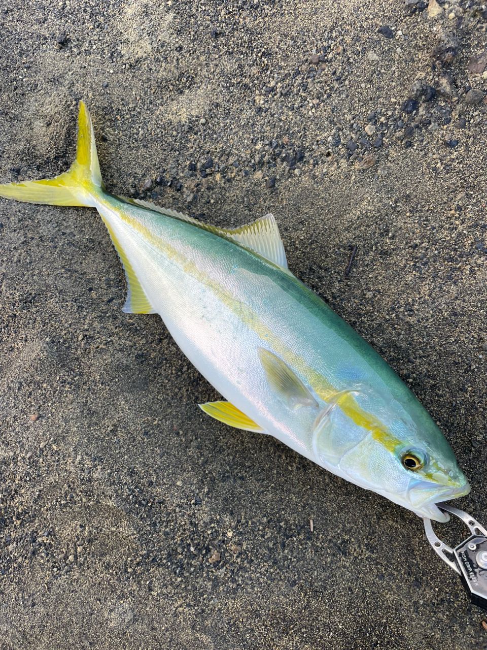 DAIWA 21オーバーゼア グランデ（サーフモデル） 109ML/Mの最