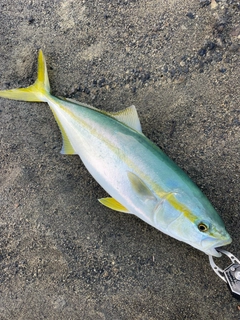 イナダの釣果