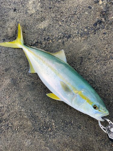 イナダの釣果