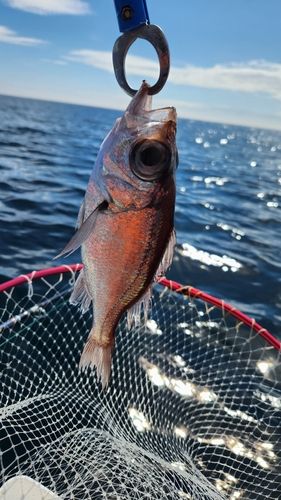 シロムツの釣果