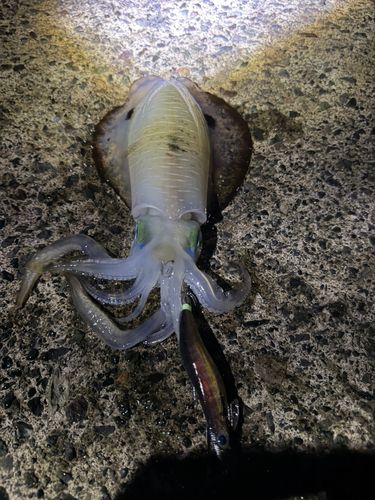 アオリイカの釣果