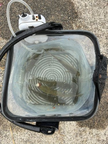 ボラの釣果