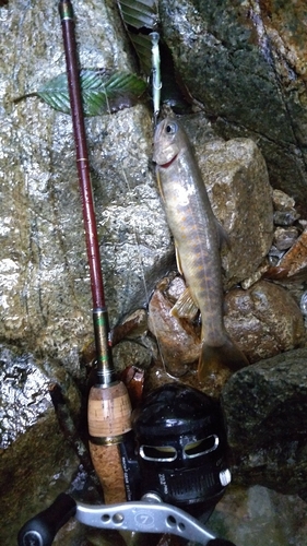 イワナの釣果