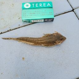 メゴチ