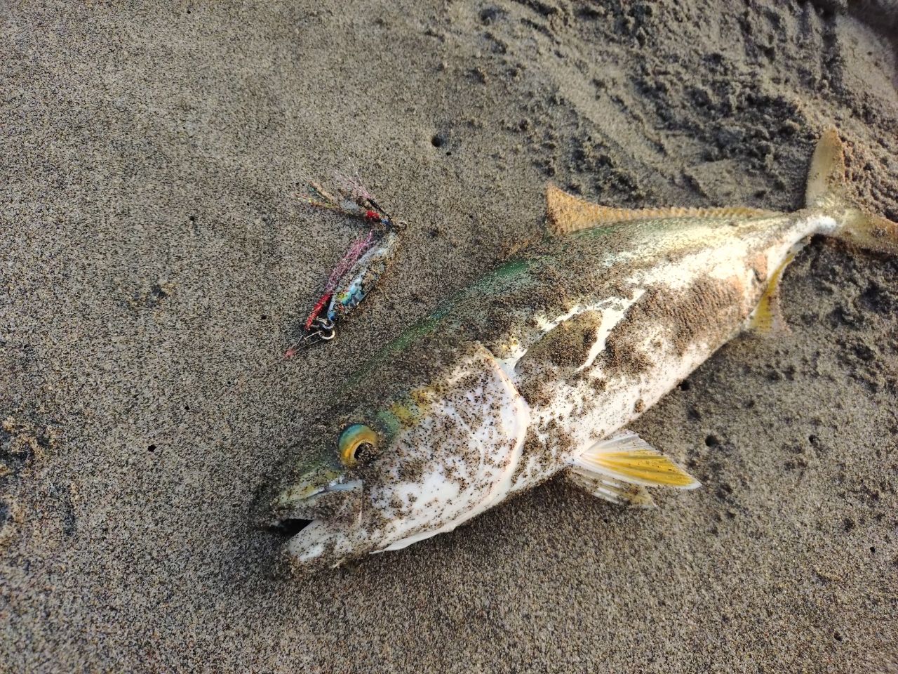 GCRAFT セブンセンスTR モンスターサーフ MSS-1052-TRの最安値