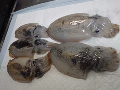 シリヤケイカの釣果