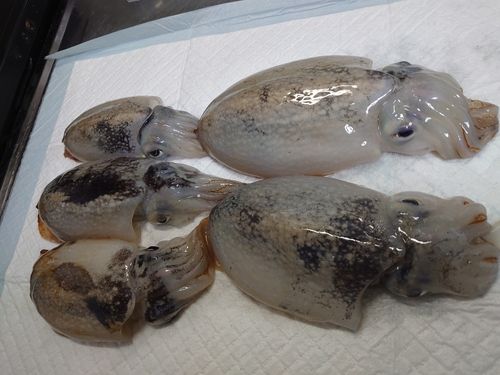 シリヤケイカの釣果