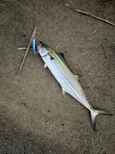 サゴシの釣果