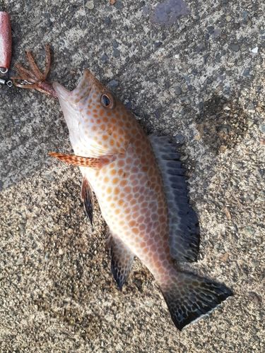 オオモンハタの釣果