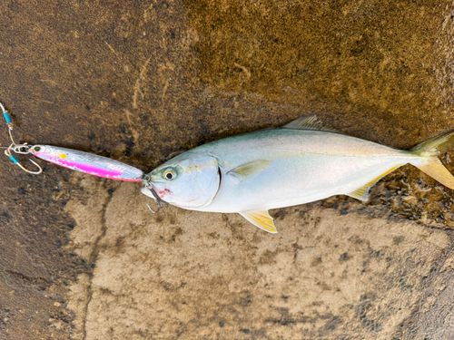 ワカシの釣果