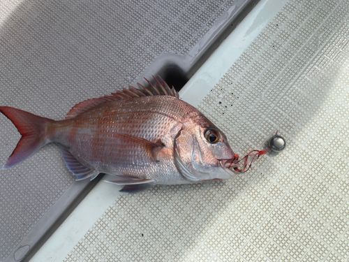 マダイの釣果