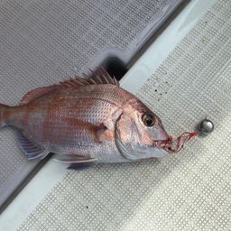 マダイ