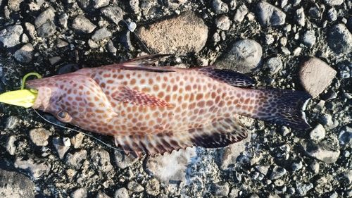 オオモンハタの釣果