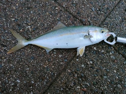 ツバスの釣果