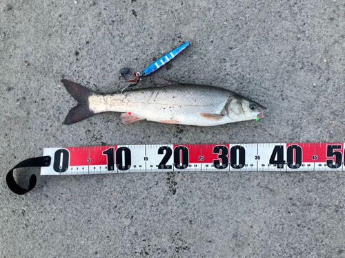 ウグイの釣果