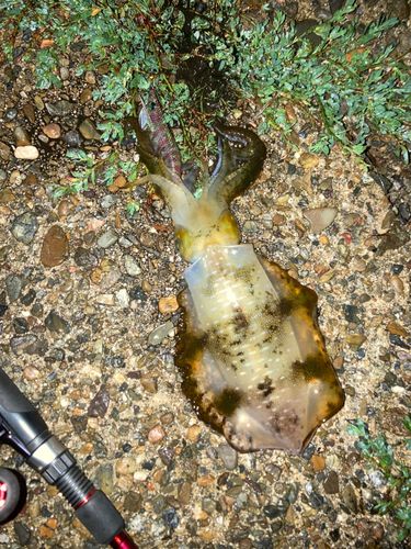 アオリイカの釣果