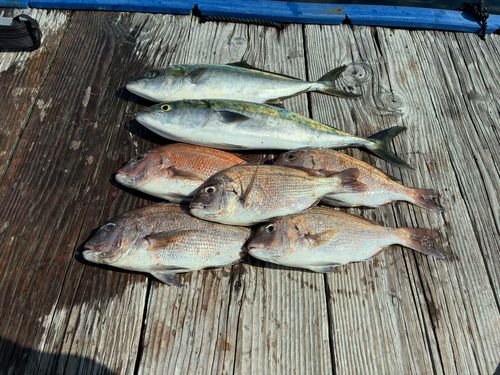 メジロの釣果