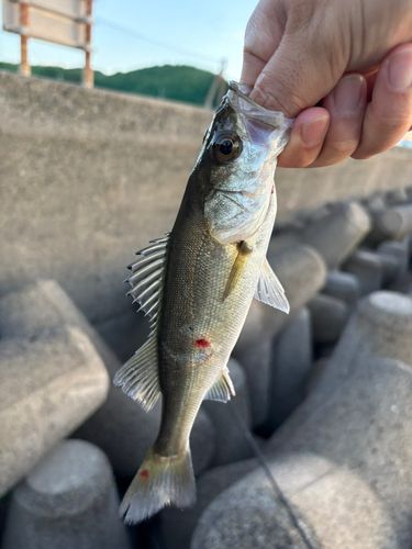 西浦