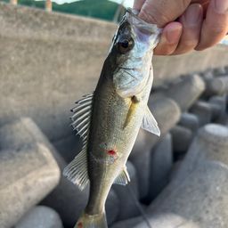 セイゴ(マルスズキ)