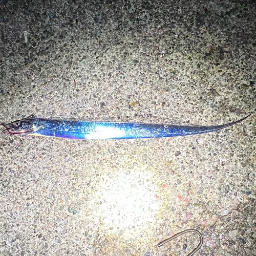 タチウオの釣果