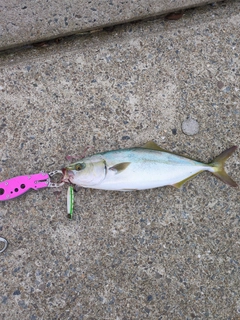 ツバスの釣果