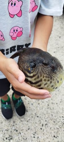 フグの釣果