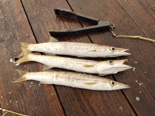 カマスの釣果
