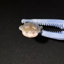 コチ