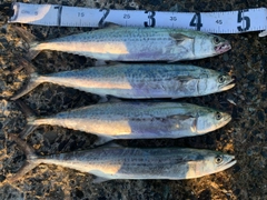 サゴシの釣果