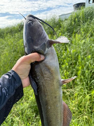 アメリカナマズの釣果