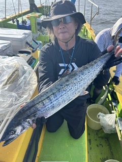 サワラの釣果