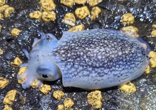 シリヤケイカの釣果