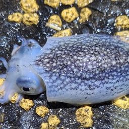 シリヤケイカ
