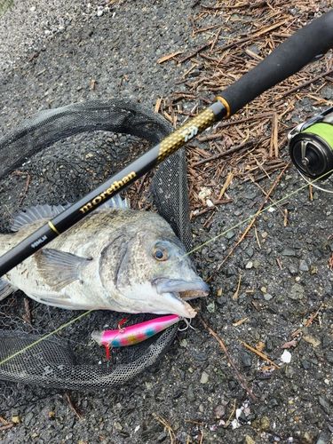 チヌの釣果