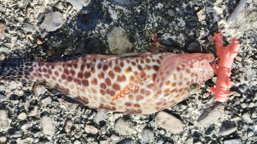 オオモンハタの釣果