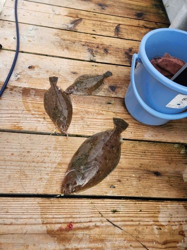 ムシガレイの釣果