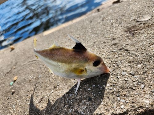 ギマの釣果