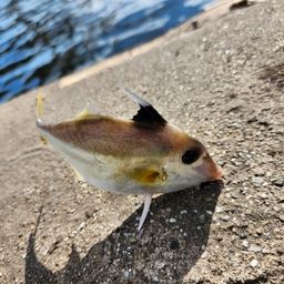 ギマ