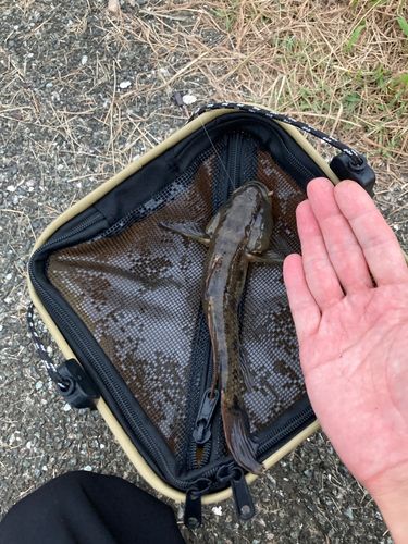 ウロハゼの釣果