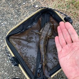 ウロハゼ