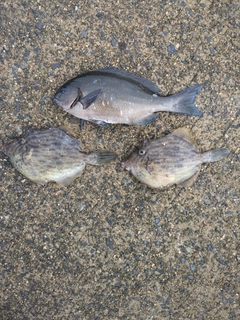 カワハギの釣果
